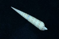 藏品(蒼白筍螺 )的圖片